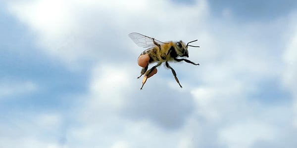 biodiversitet