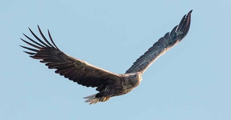 Sorte rotorblade redder fugle