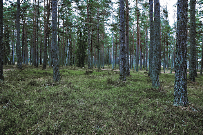 Vattenfall_skog-mindre-1