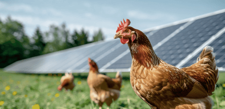 kylling-i-solfarm_ai-genereret-adobe-lager